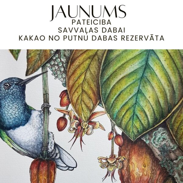 Kakao no Dominikānas